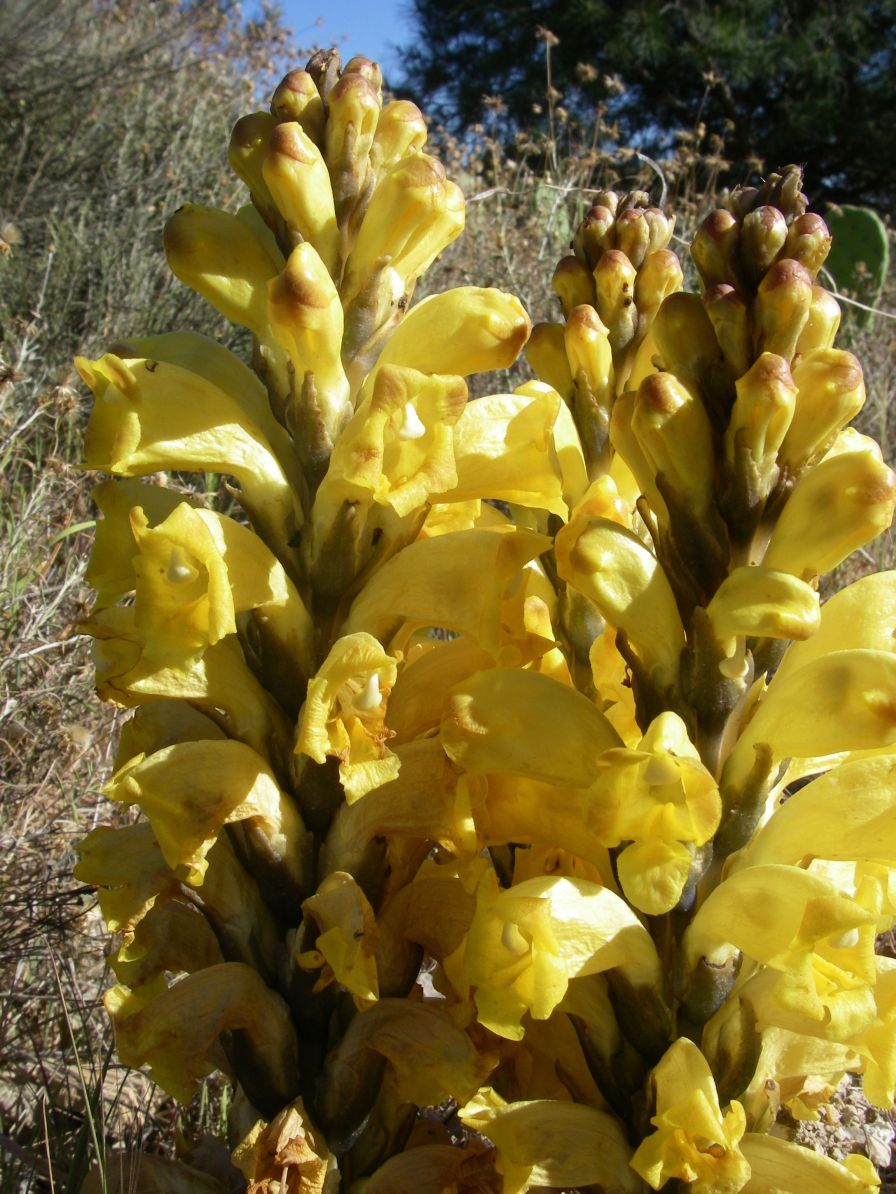 2008-03-24-063-Cistanche-Frare-Groc