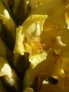 2008-03-24-064-Cistanche-Frare-Groc