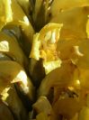 2008-03-24-065-Cistanche-Frare-Groc