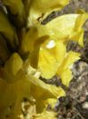 2008-03-24-066-Cistanche-Frare-Groc