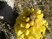 2008-03-24-067-Cistanche-Frare-Groc