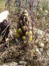 2008-03-24-068-Cistanche-Frare-Groc