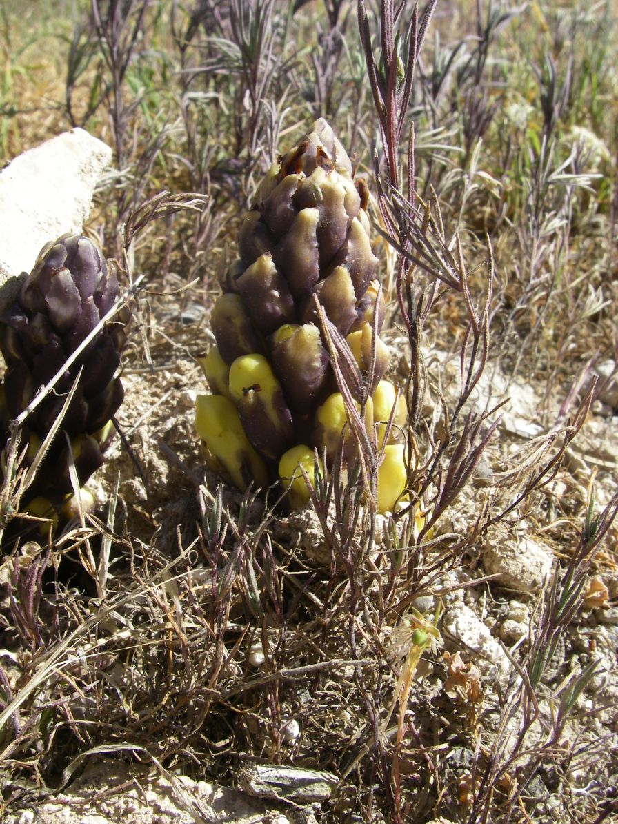 2008-03-24-068-Cistanche-Frare-Groc