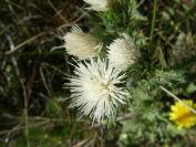 2008-03-24-077-White-thistles