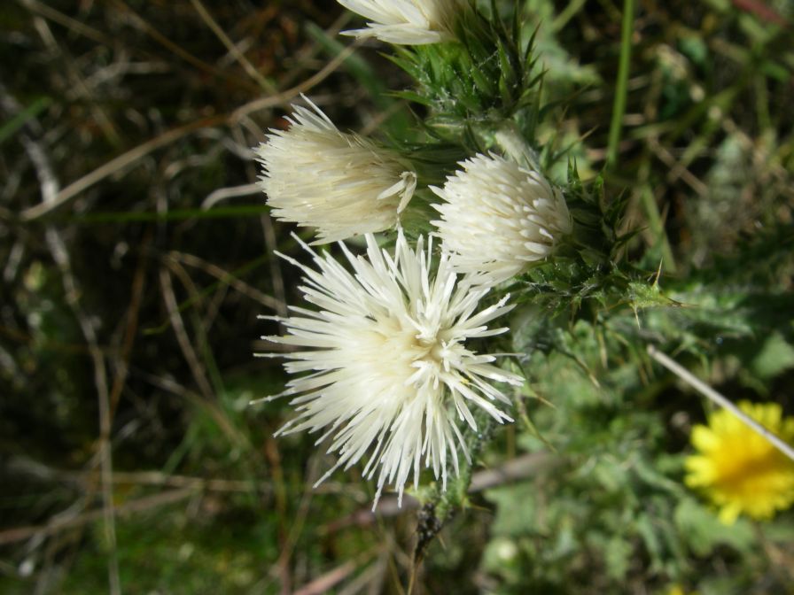 2008-03-24-077-White-thistles