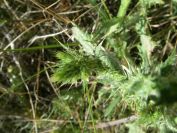 2008-03-24-078-White-thistles