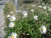 2008-03-24-079-Daisies