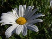 2008-03-24-080-Daisies