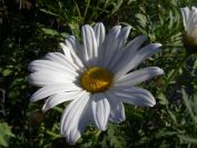 2008-03-24-081-Daisies