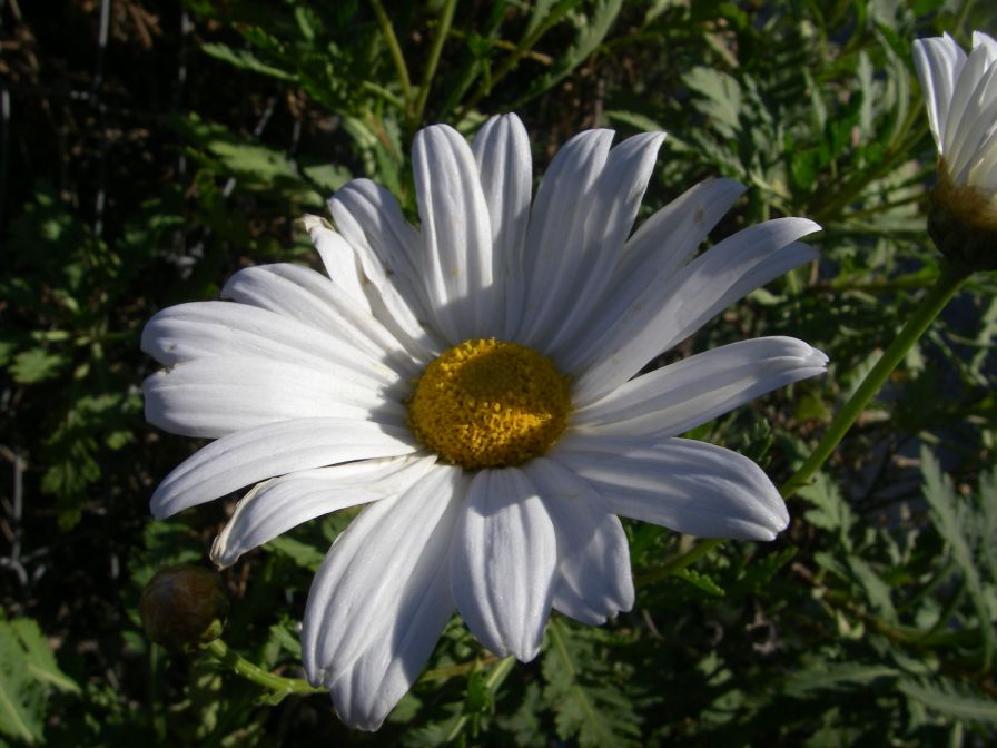 2008-03-24-081-Daisies