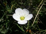2008-03-25-021-Arenaria