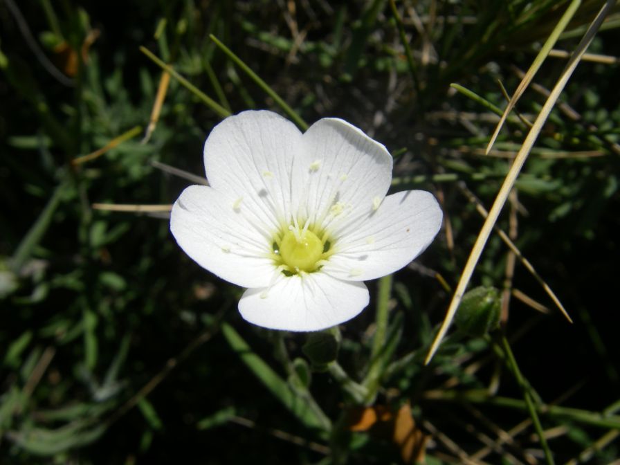 2008-03-25-021-Arenaria