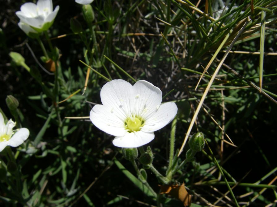 2008-03-25-022-Arenaria