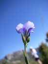 2008-03-25-023-Linum