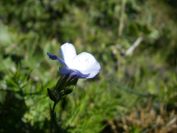 2008-03-25-024-Linum