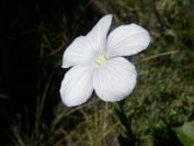 2008-03-25-025-Linum