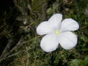 2008-03-25-026-Linum