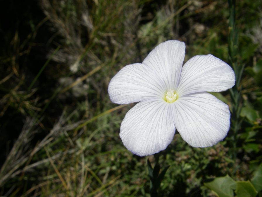 2008-03-25-026-Linum