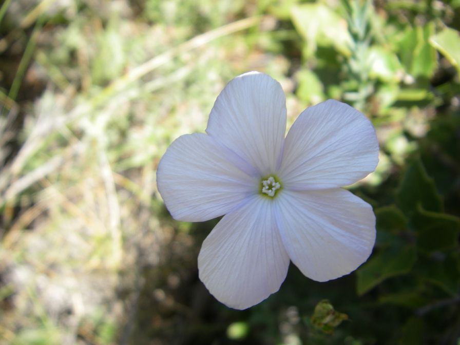 2008-03-25-027-Linum