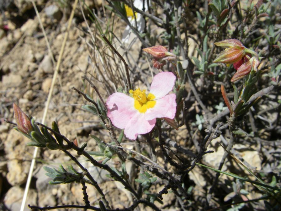 2008-03-25-028-Helianthemum-Pimk