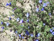 2008-03-25-029-Lithodora