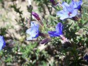 2008-03-25-030-Lithodora
