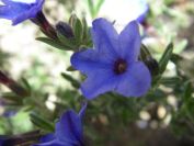 2008-03-25-031-Lithodora