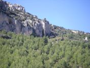 2008-03-25-035-Tall-vines-climbing-cliff