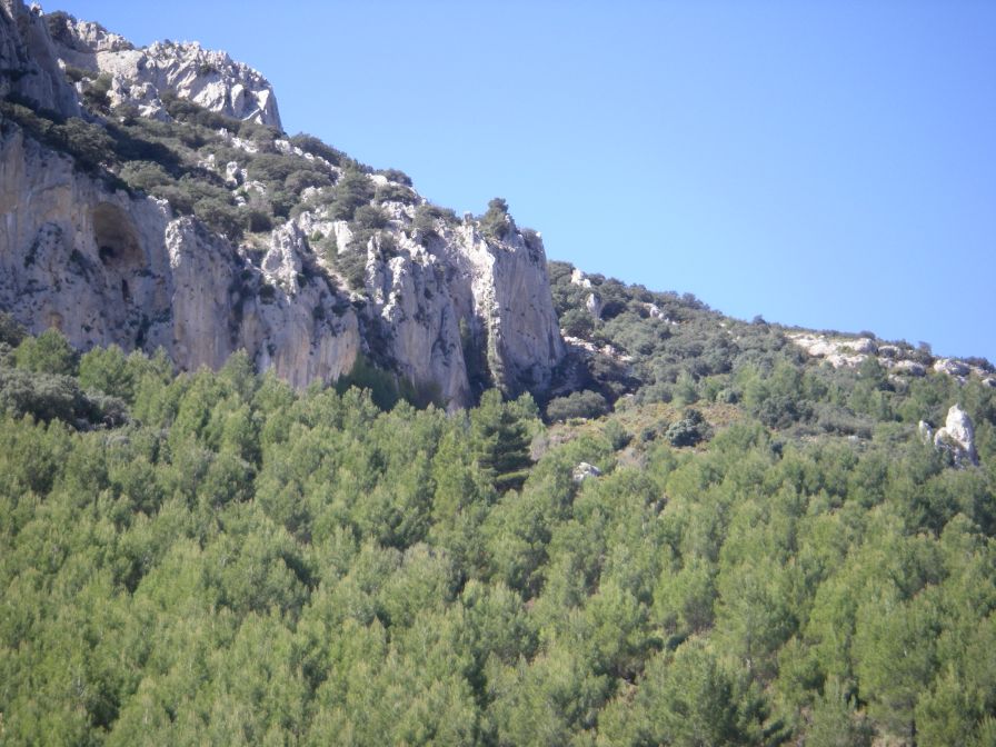 2008-03-25-035-Tall-vines-climbing-cliff