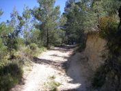 2008-03-25-036-Forrest-path