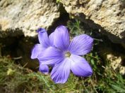 2008-03-25-038-Linum