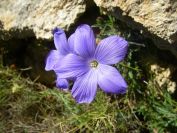 2008-03-25-039-Linum