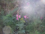 2008-03-26-021-Gladiolus
