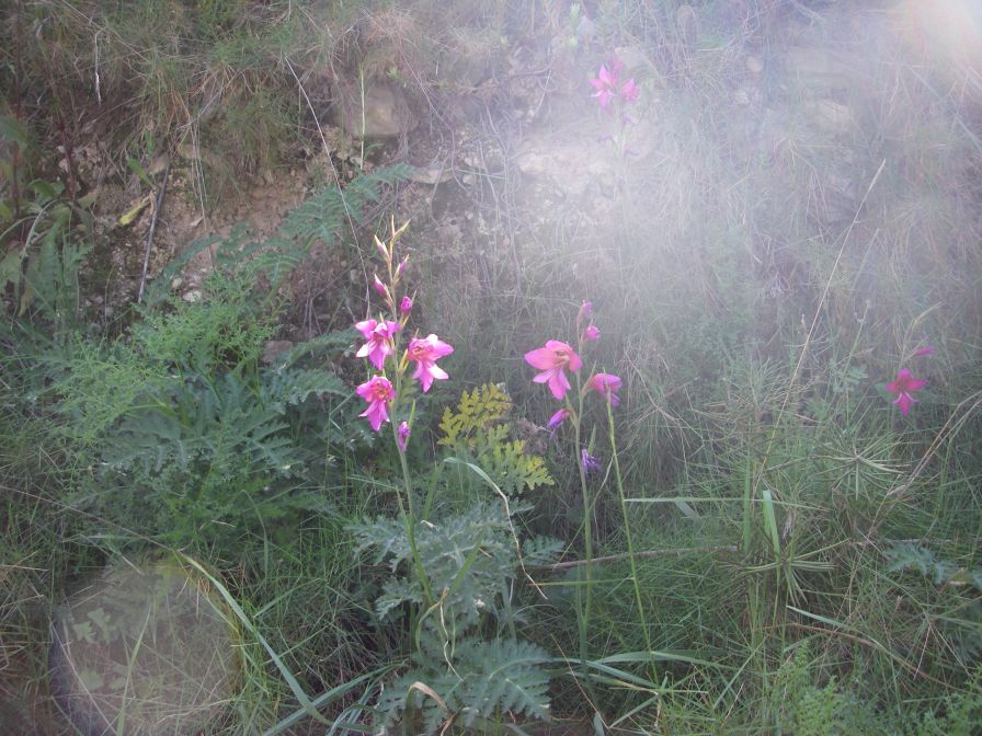 2008-03-26-021-Gladiolus