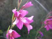 2008-03-26-022-Gladiolus