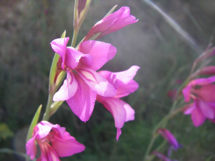 2008-03-26-022-Gladiolus
