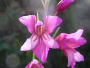 2008-03-26-023-Gladiolus