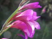 2008-03-26-024-Gladiolus