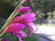 2008-03-26-025-Gladiolus