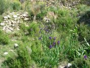 2008-03-26-030-Irises