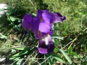2008-03-26-031-Iris