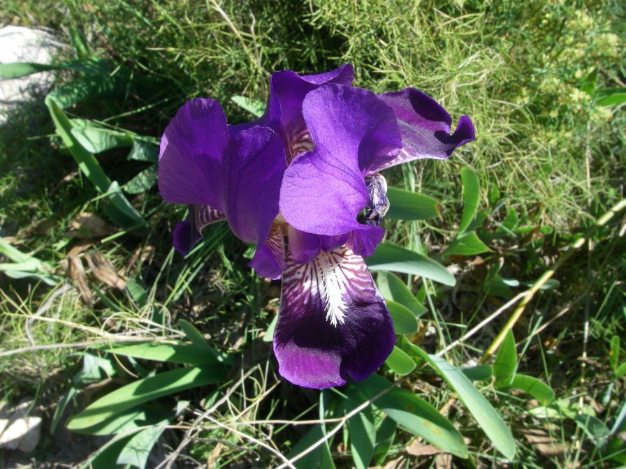 2008-03-26-031-Iris