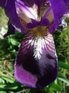 2008-03-26-032-Iris