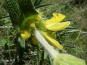 2008-03-26-034-Phlomis