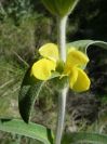 2008-03-26-035-Phlomis