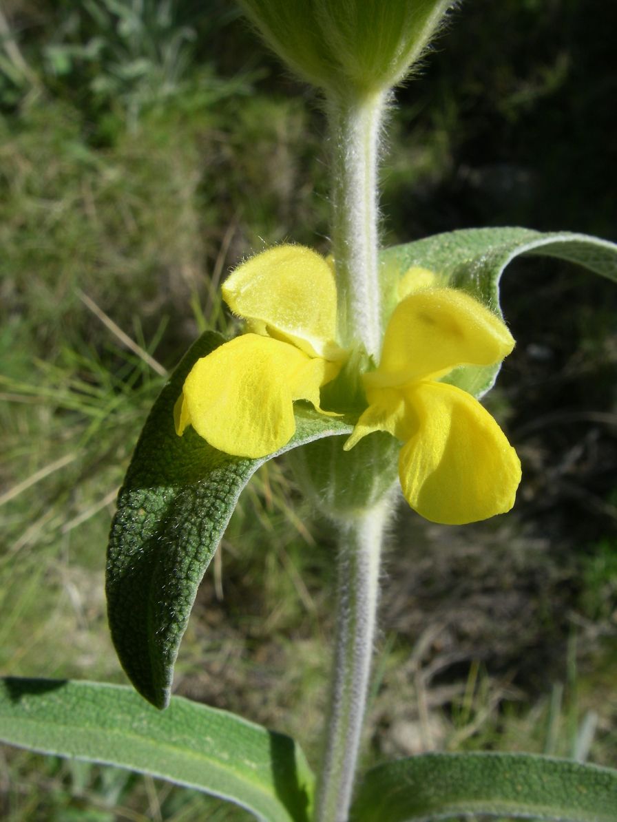 2008-03-26-035-Phlomis