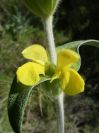 2008-03-26-036-Phlomis