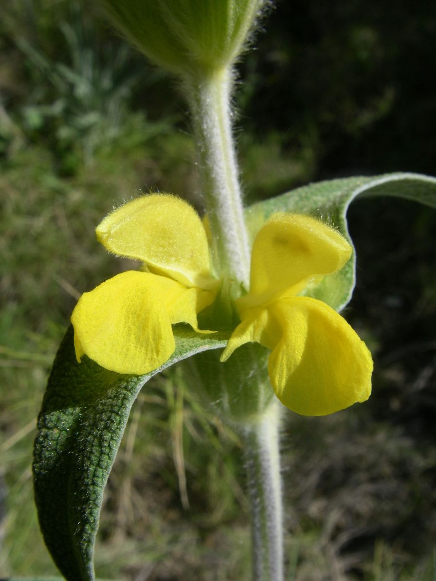 2008-03-26-036-Phlomis