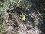 2008-03-26-037-Phlomis