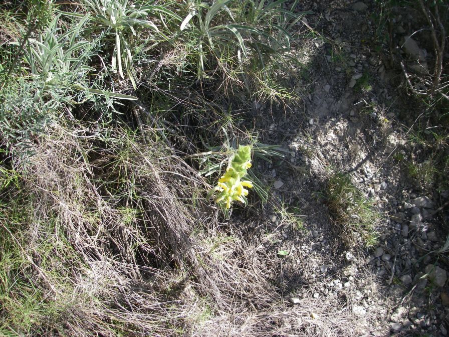 2008-03-26-037-Phlomis